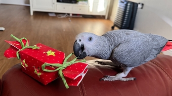 Fully tamed 1 year old male African grey 