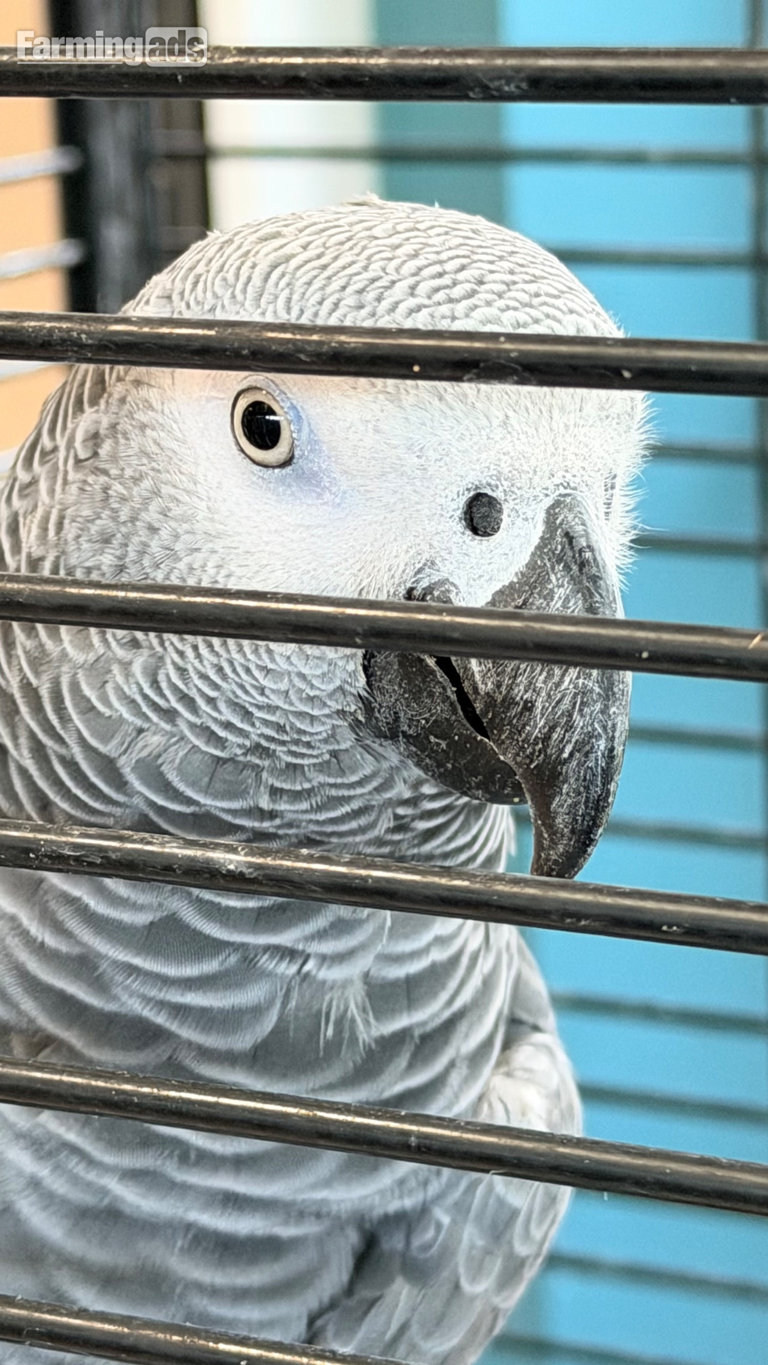 Fully tamed 1 year old male African grey 