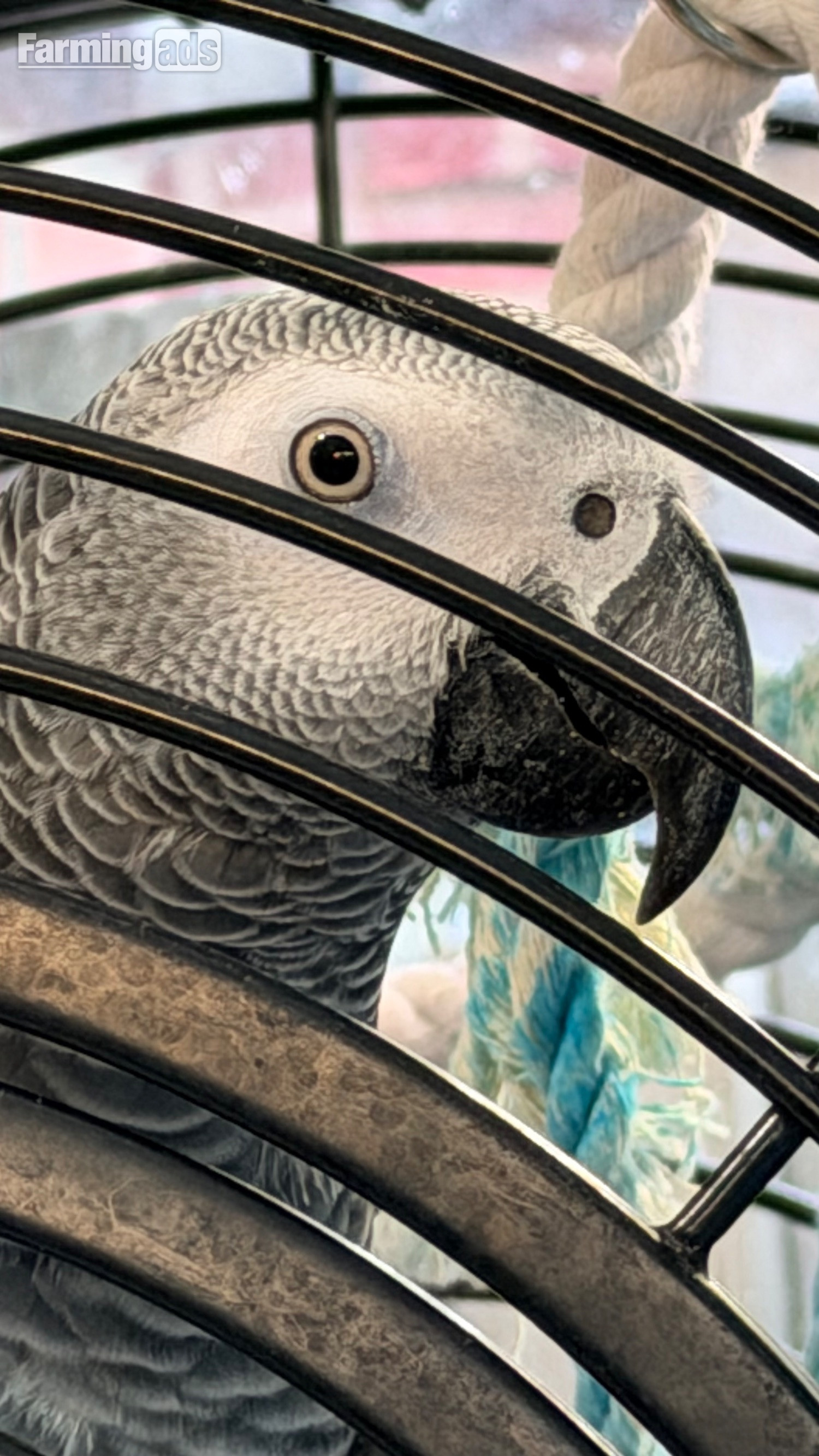 Fully tamed 1 year old male African grey 