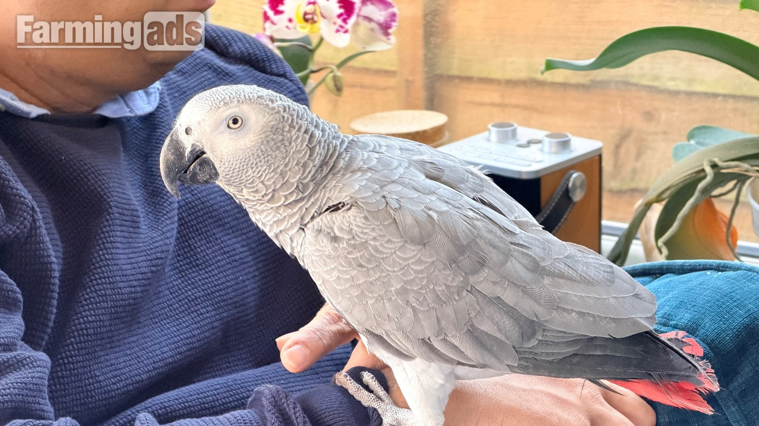  Fully tamed 1 year old male African grey 