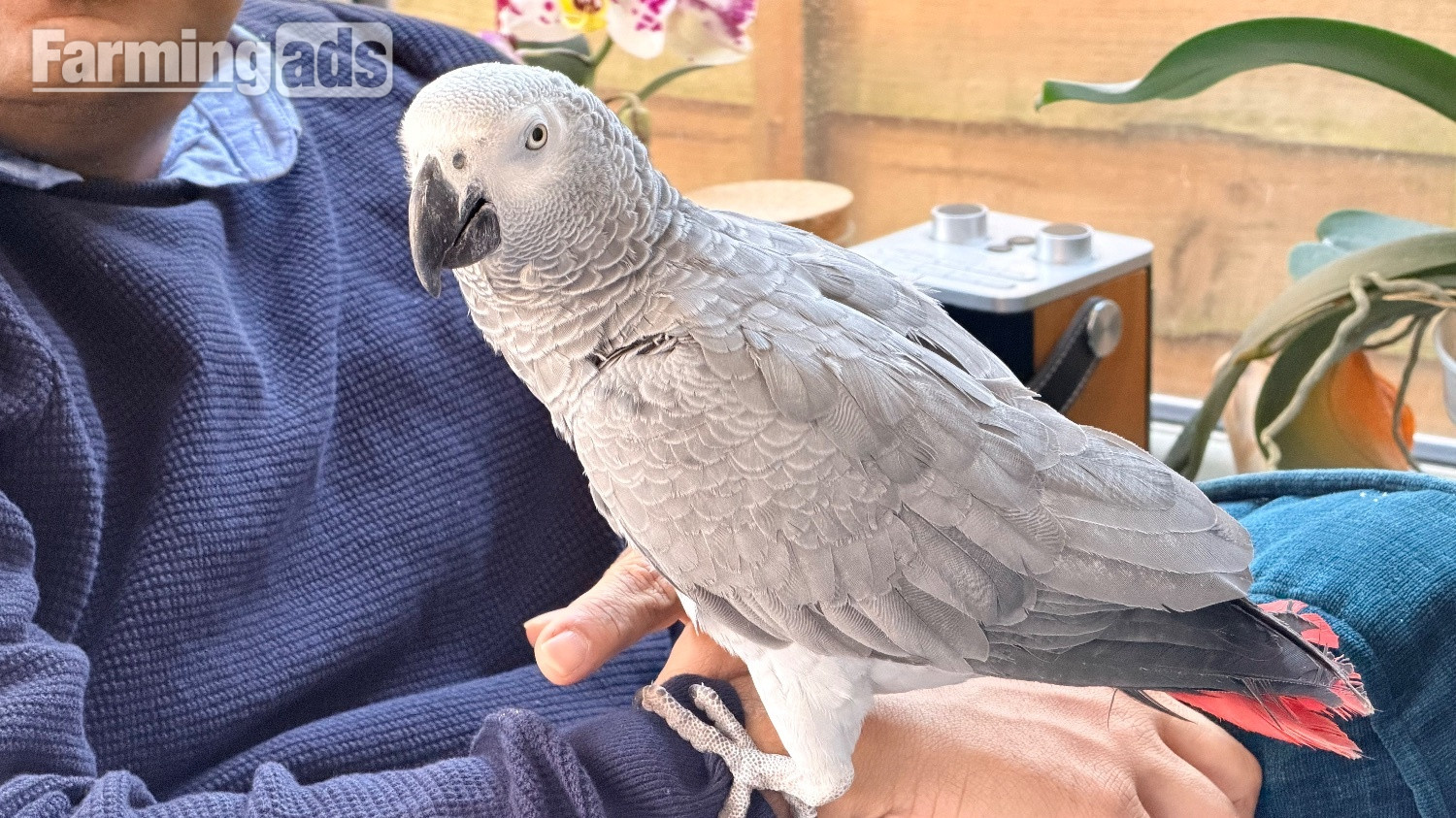 Fully tamed 1 year old male African grey  - {CATEGORY}