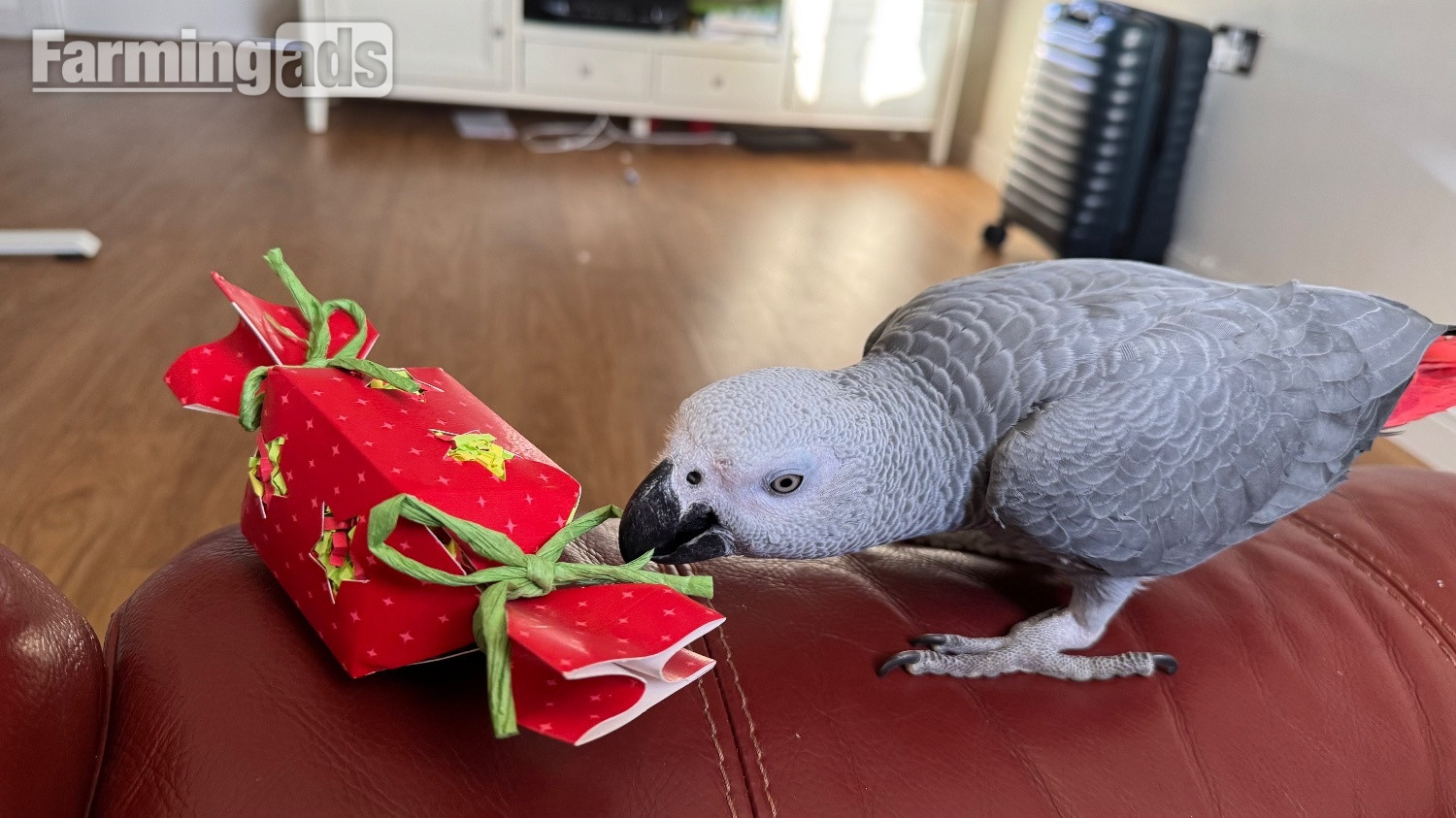 Fully tamed 1 year old male African grey  - {CATEGORY}