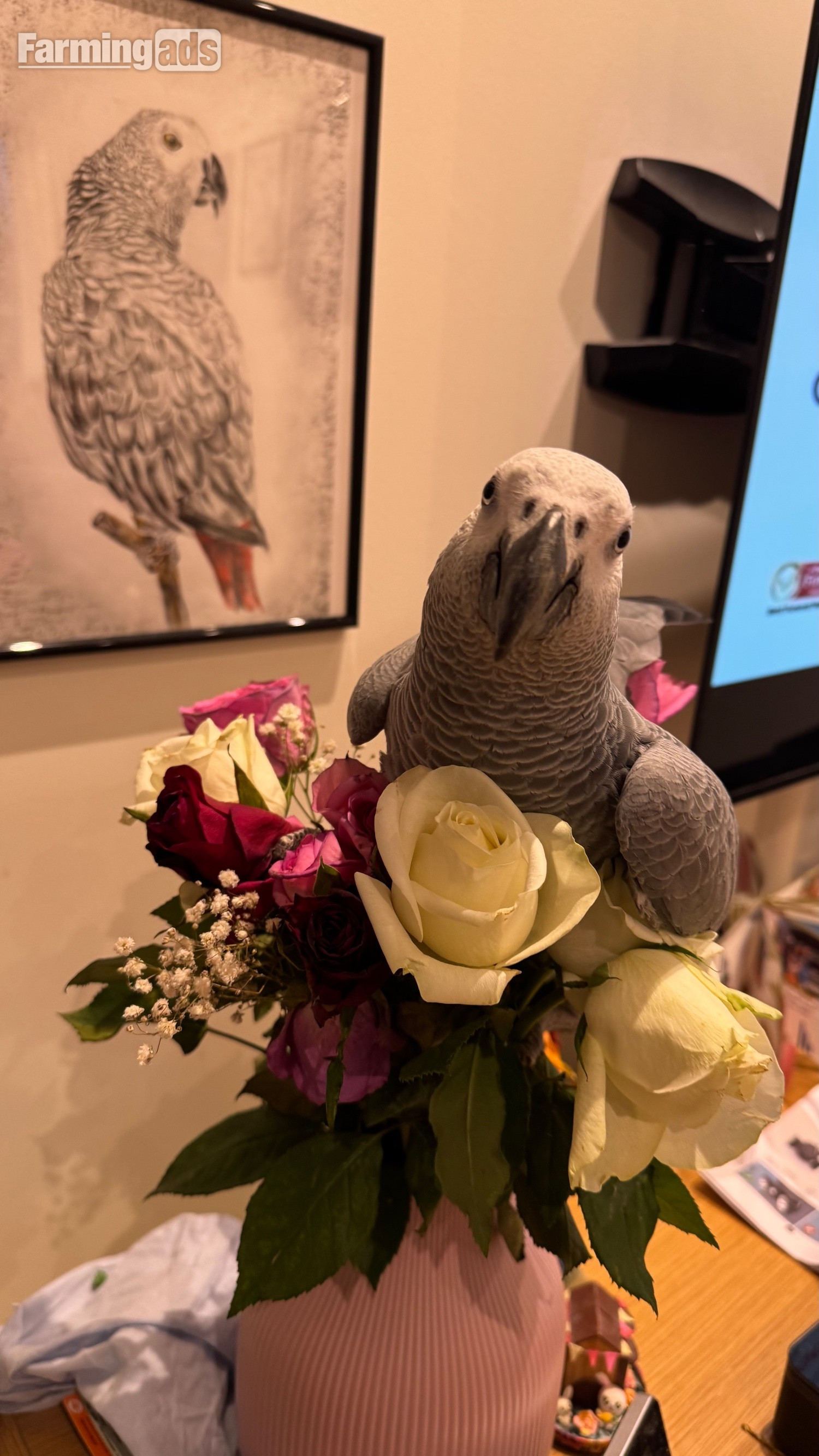 Fully tamed 1 year old male African grey  