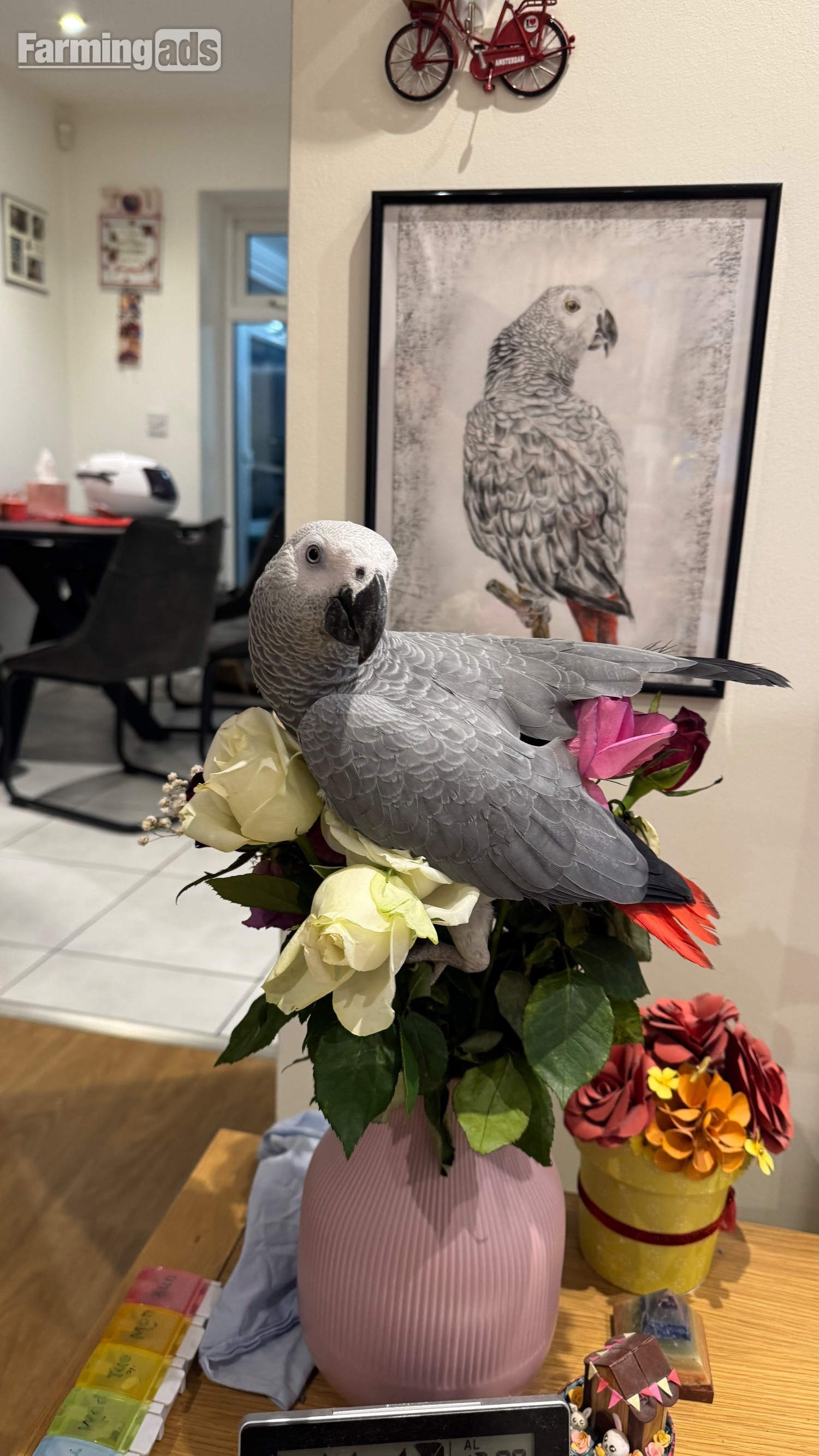 {CATEGORY} - Fully tamed 1 year old male African grey 