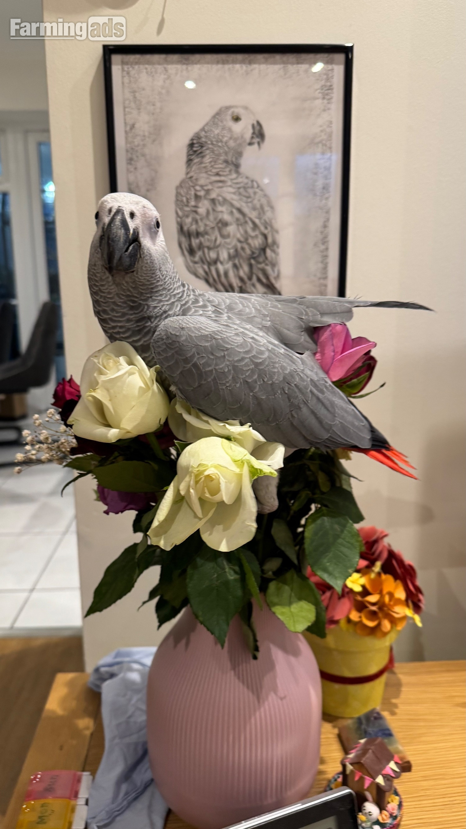 {CATEGORY} - Fully tamed 1 year old male African grey 