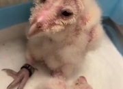 Crèche reared barn owls 
