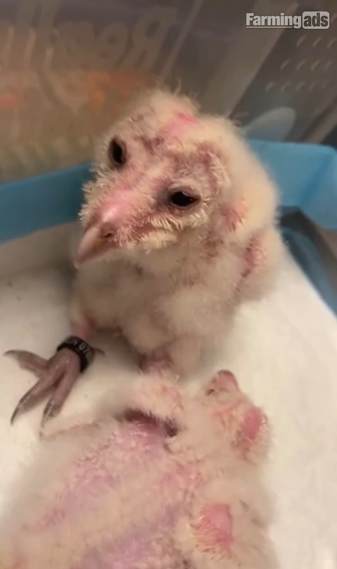 Crèche reared barn owls 