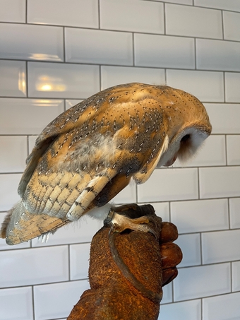 Crèche reared barn owls 