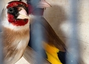 Goldfinch 2025 rung close 