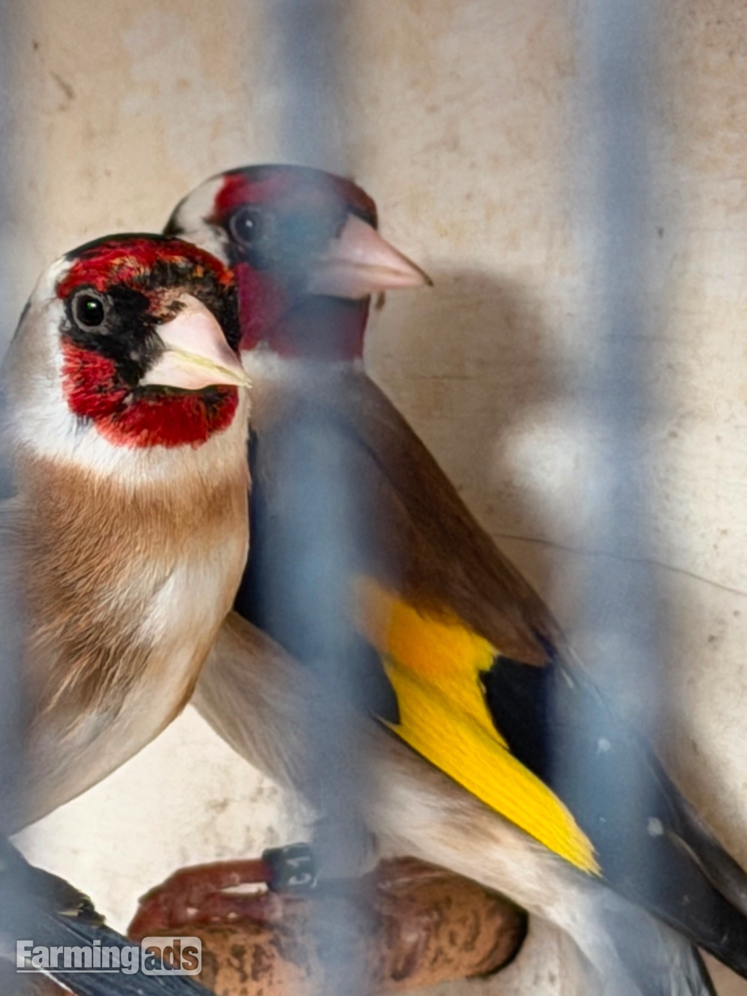 Goldfinch 2025 rung close 