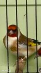 Goldfinch 2025 rung close 