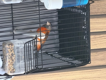 Goldfinch 2025 rung close 