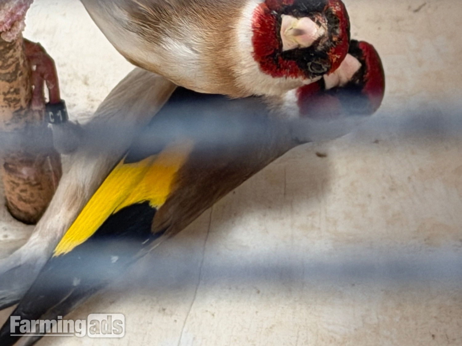 Goldfinch 2025 rung close  - {CATEGORY}