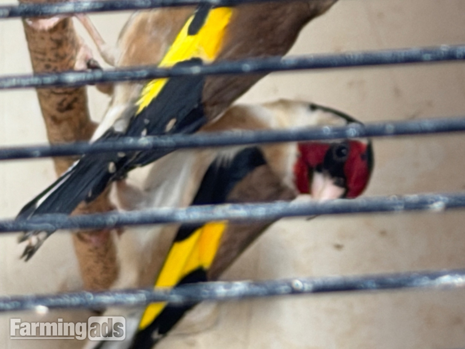 Goldfinch 2025 rung close  - {CATEGORY}