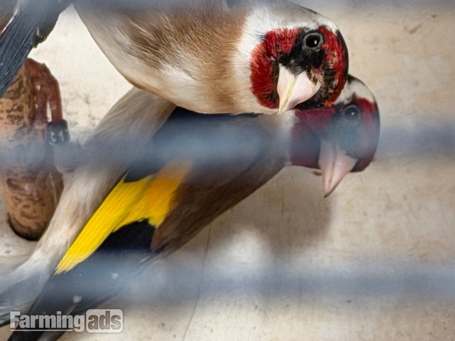 Goldfinch 2025 rung close  