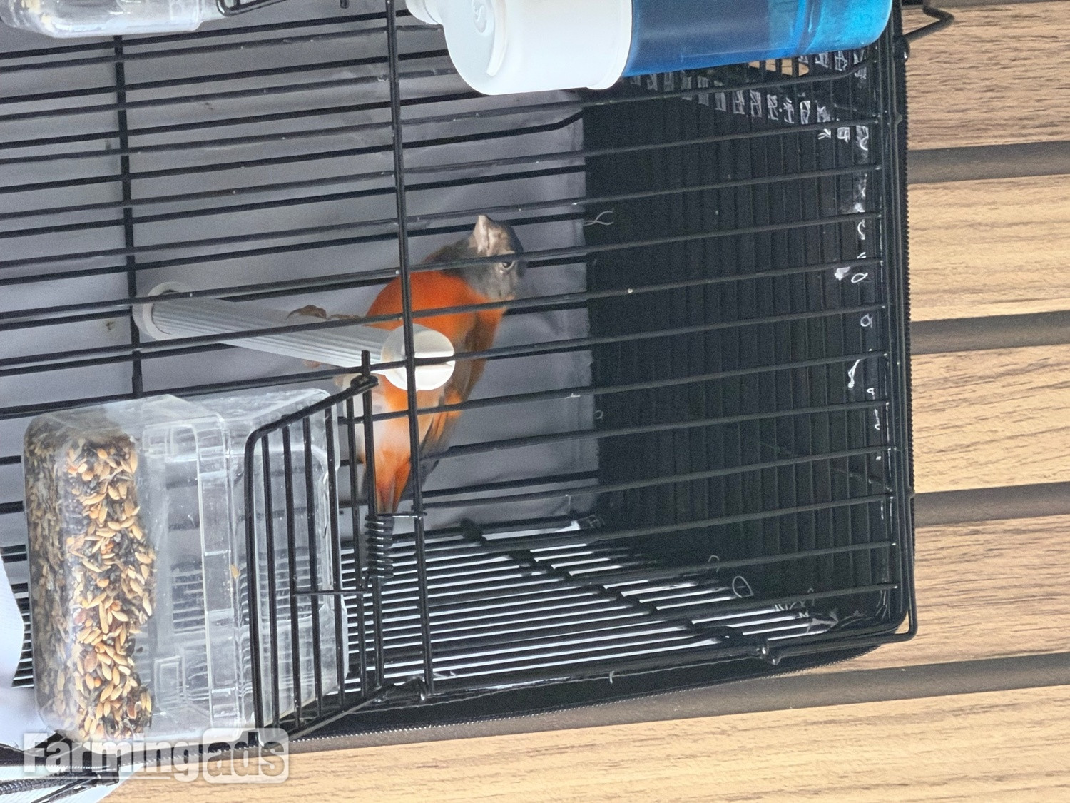 {CATEGORY} - Goldfinch 2025 rung close 