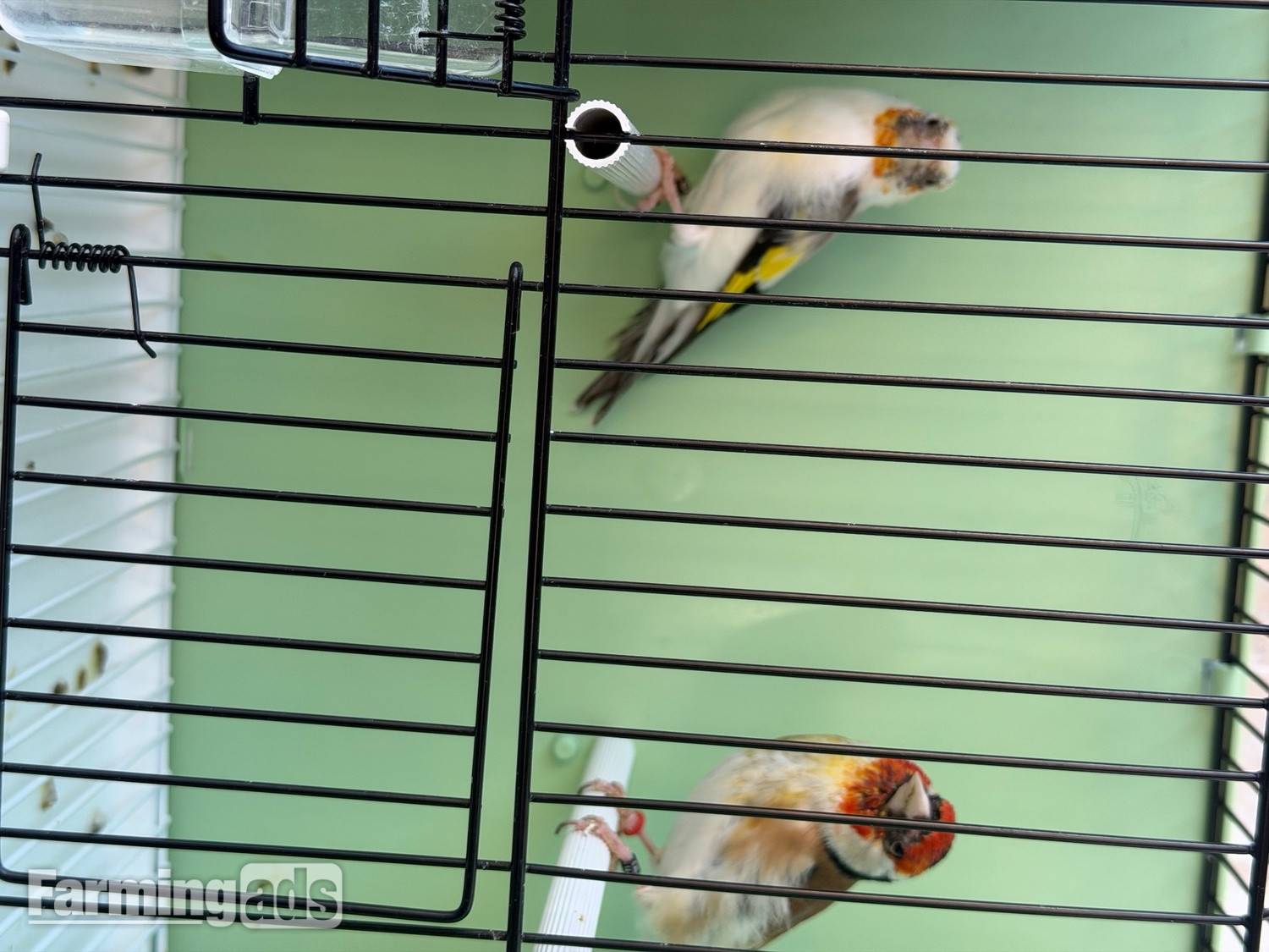 {CATEGORY} - Goldfinch 2025 rung close 
