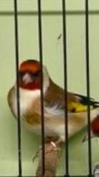 Goldfinch 2025 rung close 