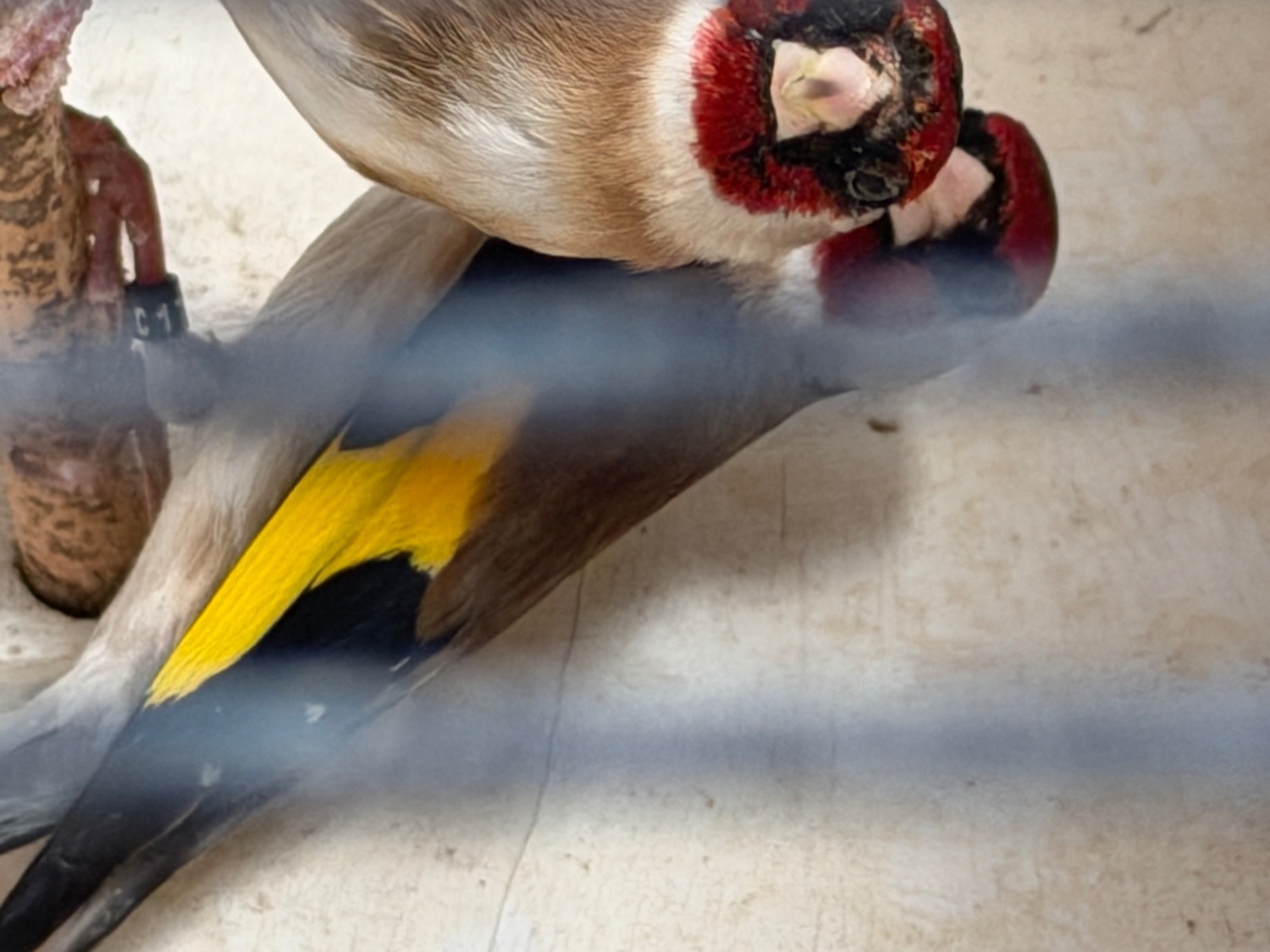Goldfinch 2025 rung close  - {CATEGORY}