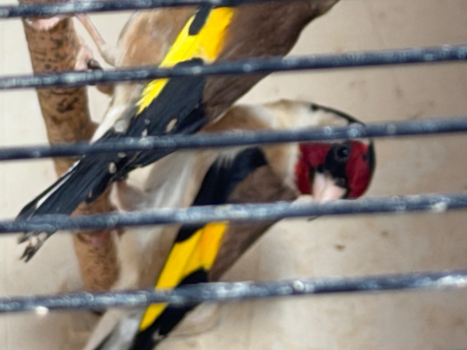 Goldfinch 2025 rung close  - {CATEGORY}
