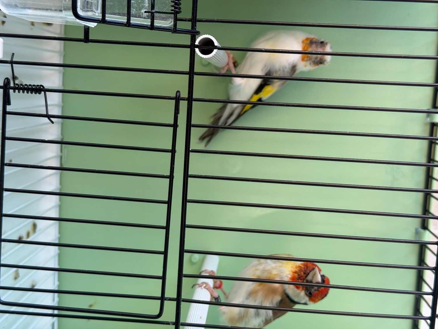 {CATEGORY} - Goldfinch 2025 rung close 