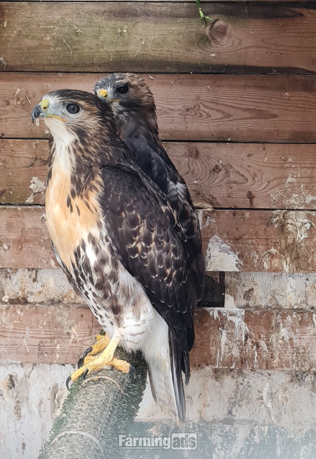 Breeding Pair Redtails
