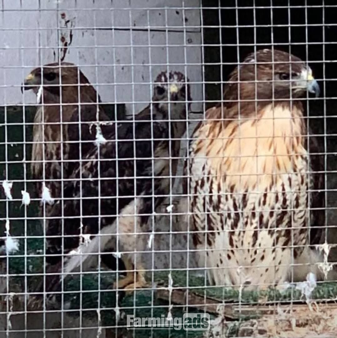 Breeding Pair Redtails