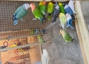 Mixed birds &amp; Ringnecks 