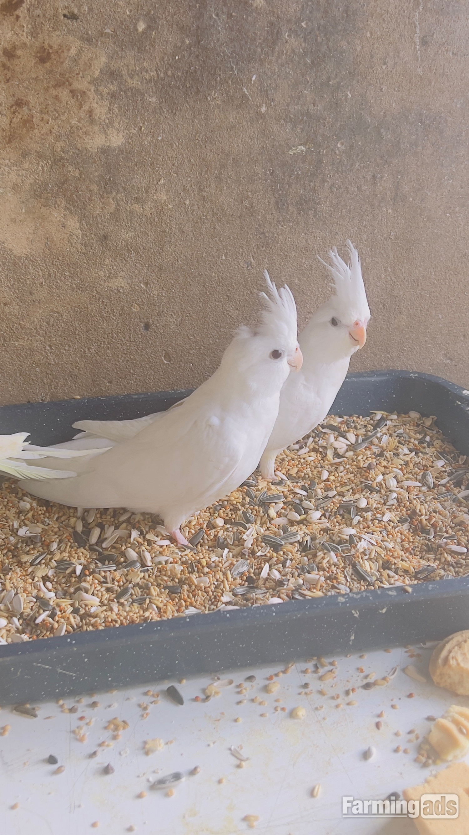 Different types of birds for sale *read description*  