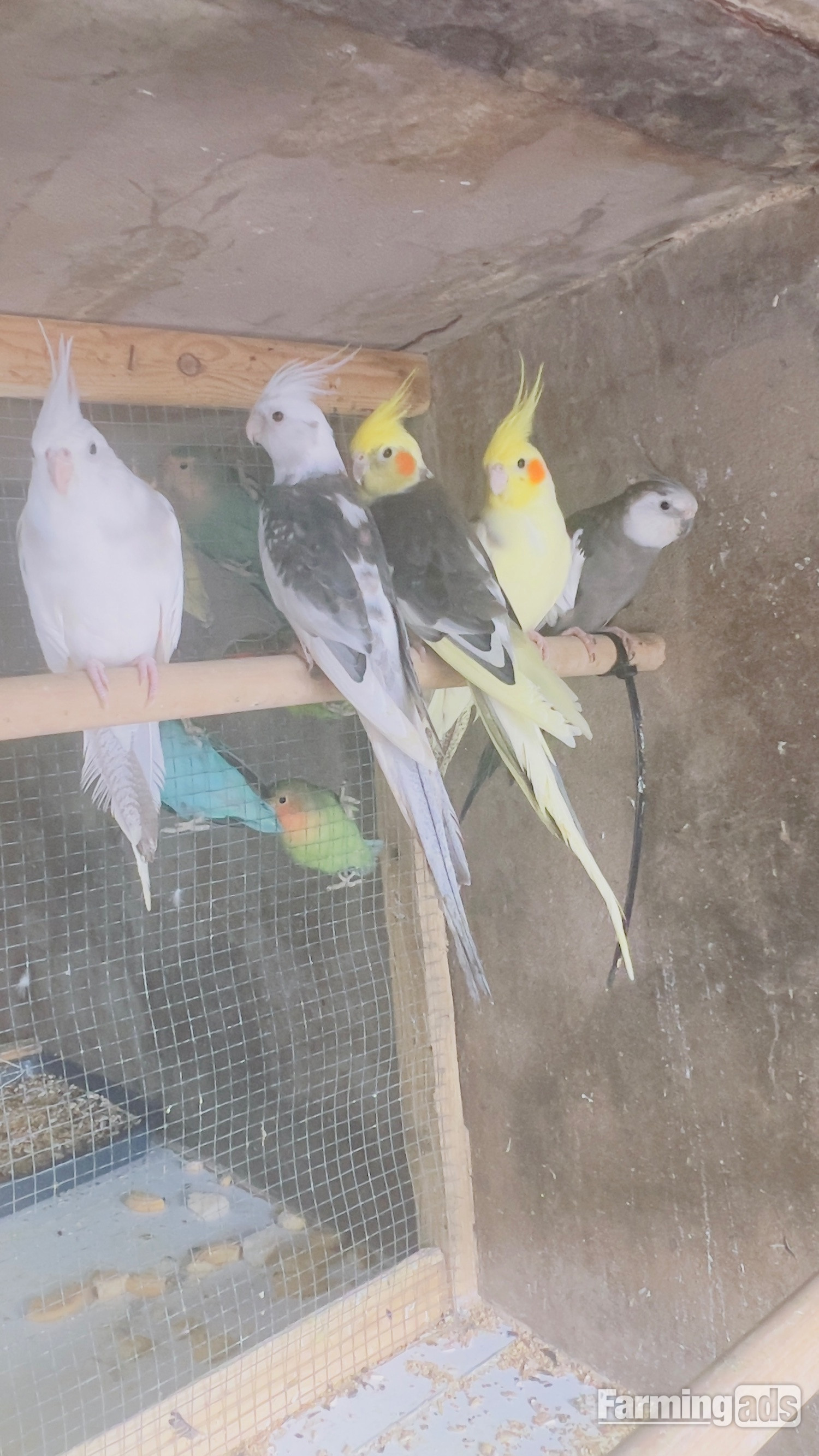 {CATEGORY} - Different types of birds for sale *read description* 