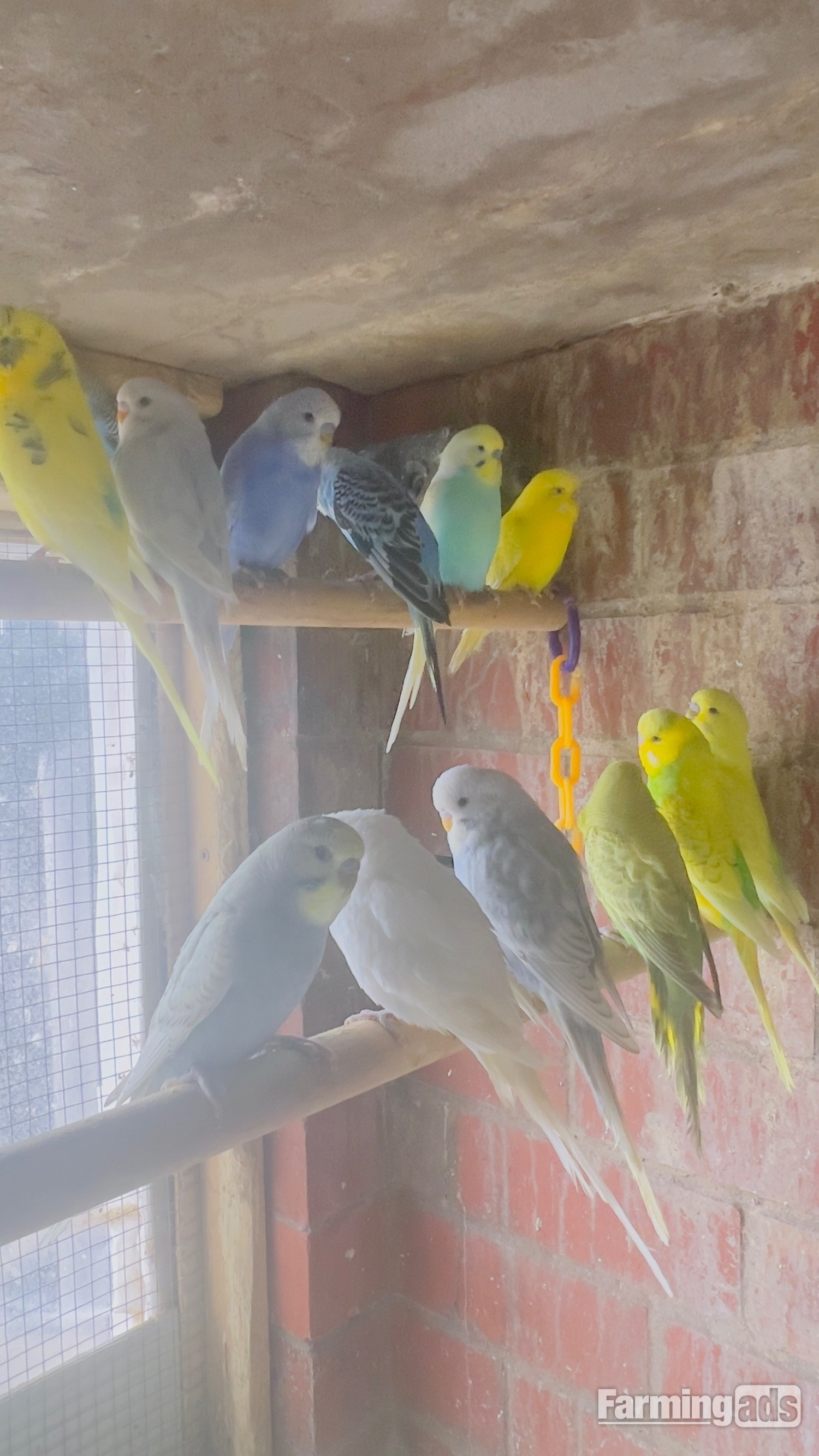 Different types of birds for sale *read description*  - {CATEGORY}