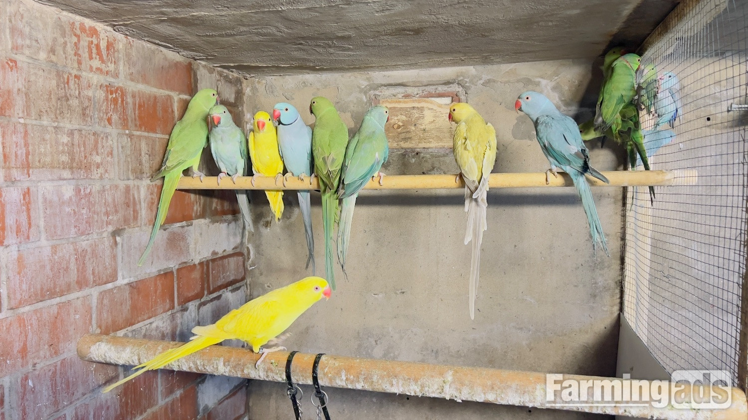 Different types of birds for sale *read description*  - {CATEGORY}