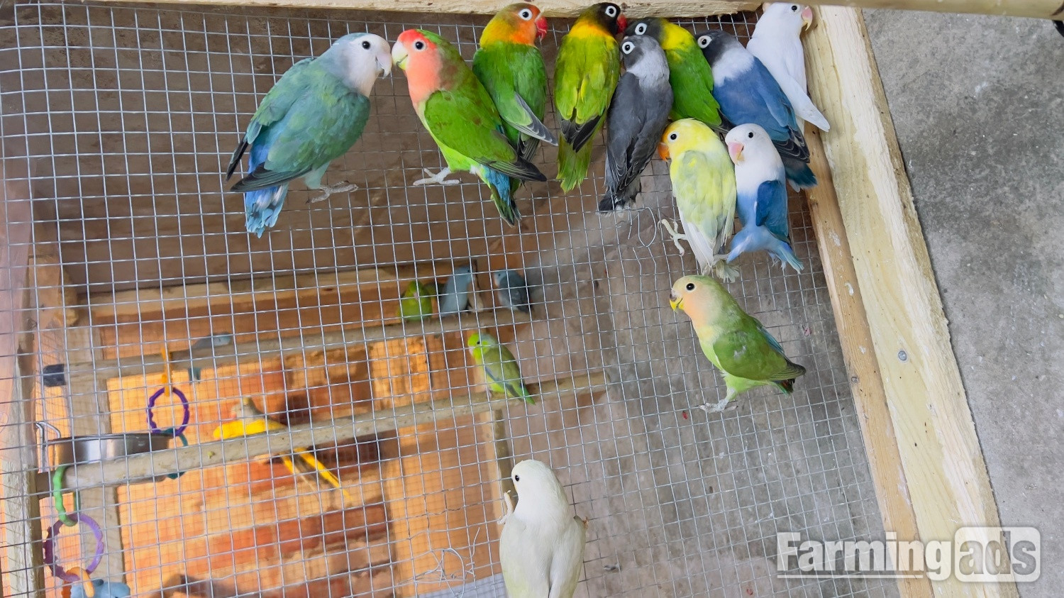 Different types of birds for sale *read description* 