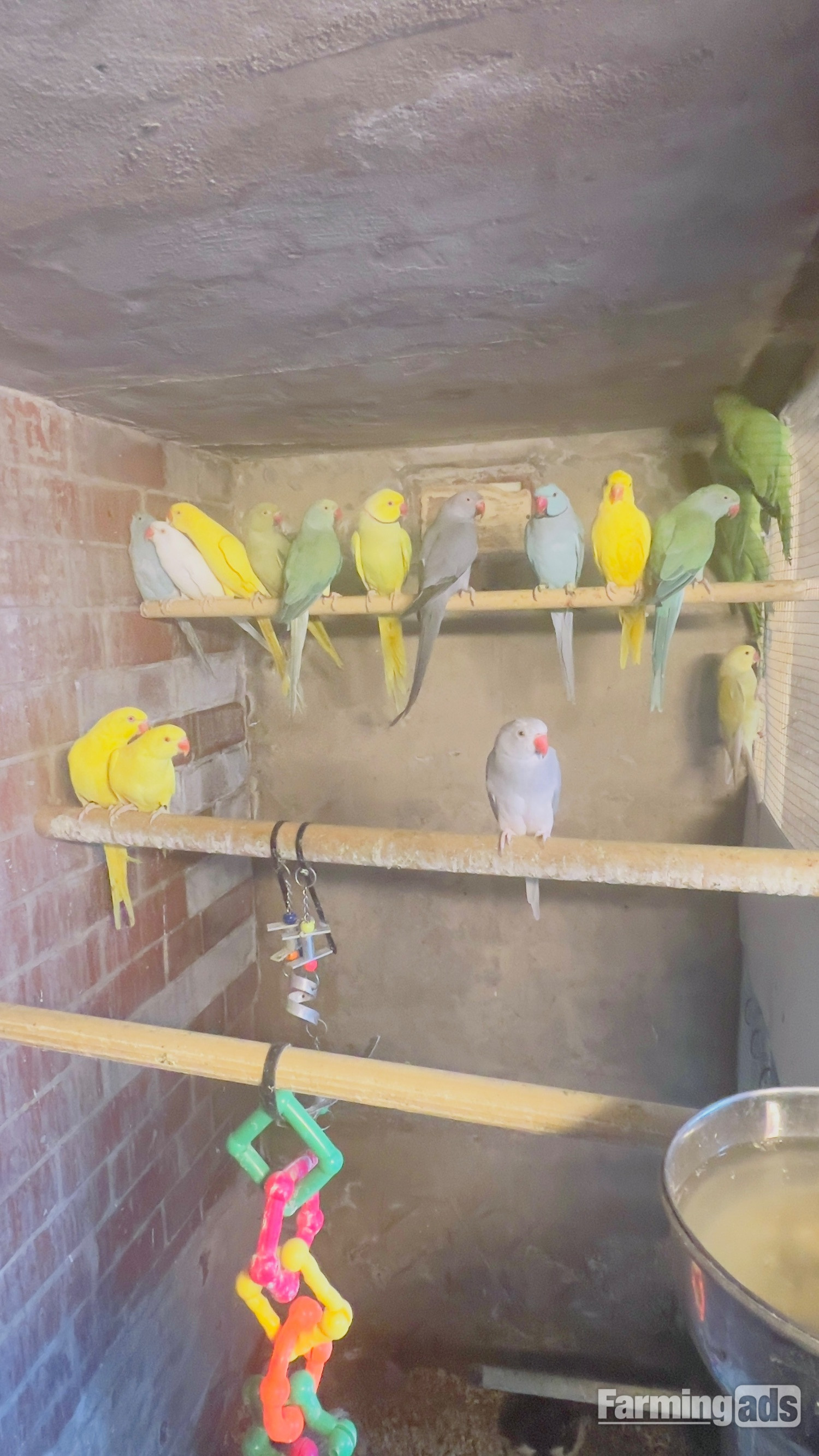 {CATEGORY} - Different types of birds for sale *read description* 