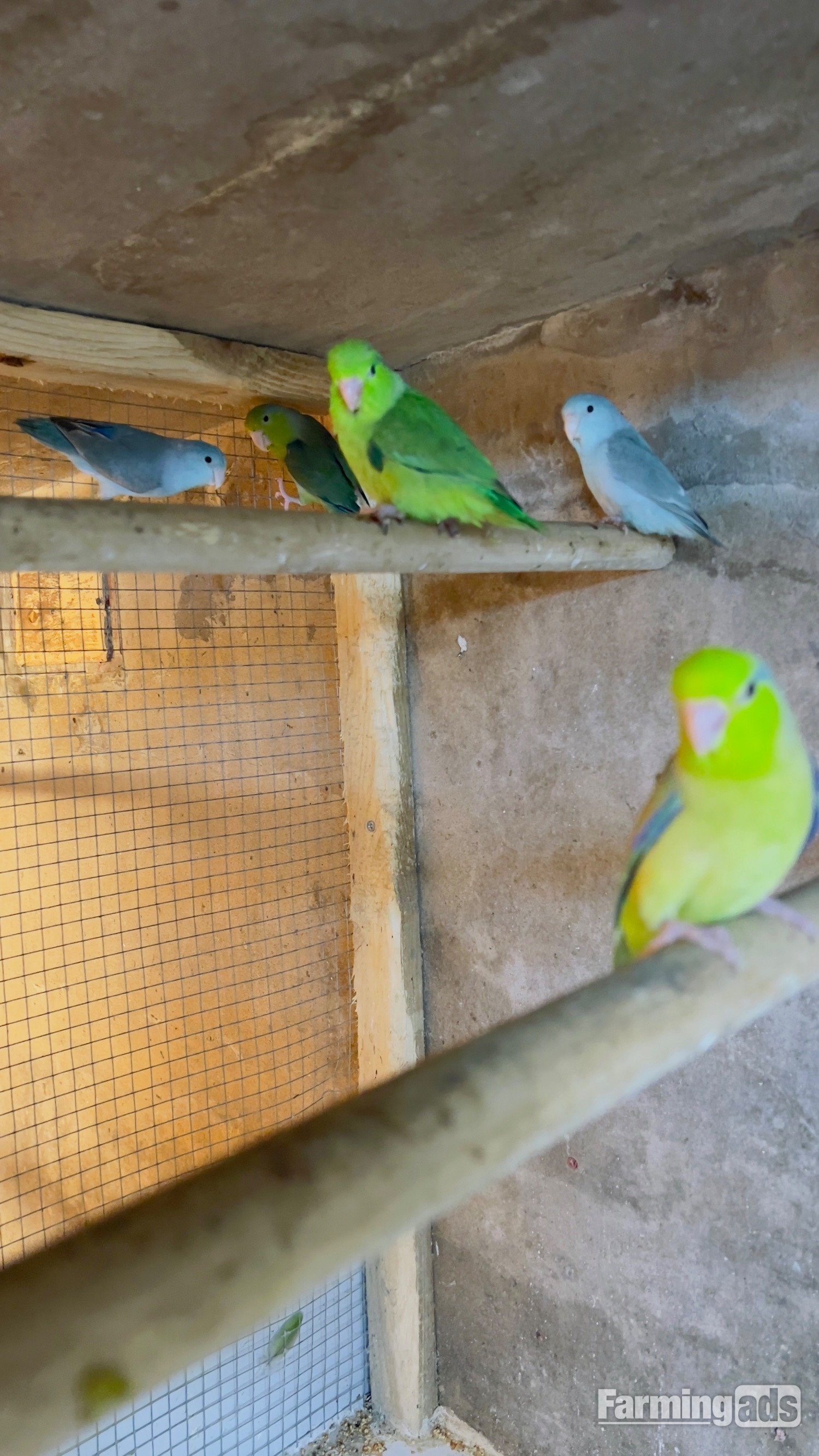 Different types of birds for sale *read description* 