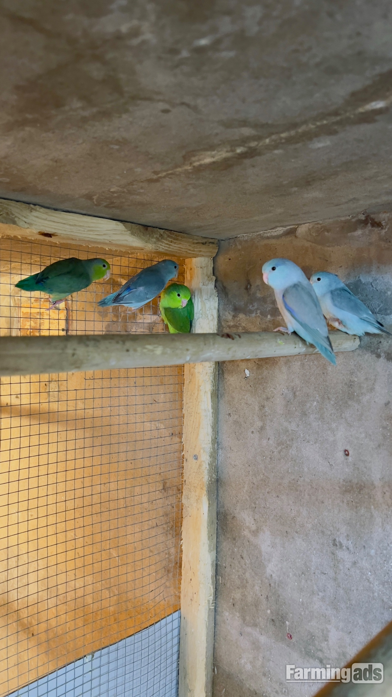  Different types of birds for sale *read description* 