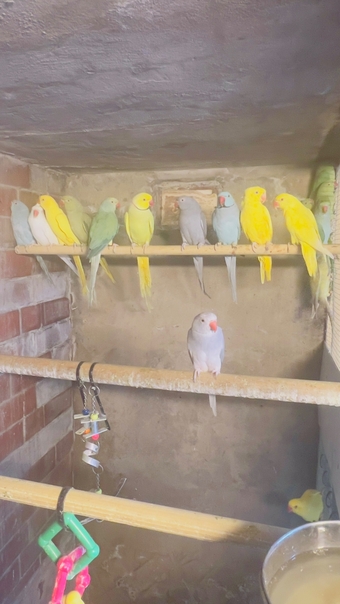 Mixed birds &amp; Ringnecks 