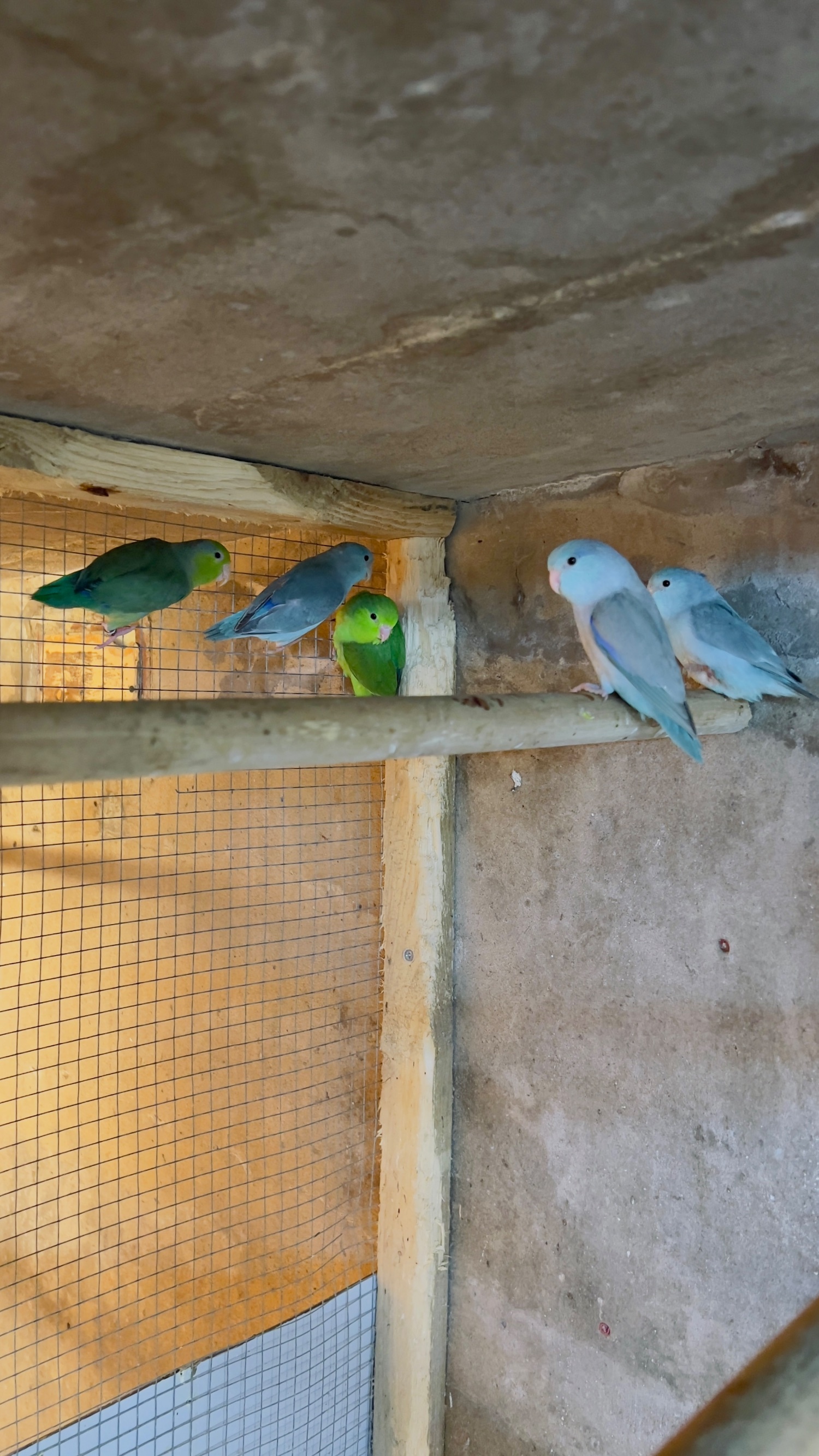  Different types of birds for sale *read description* 