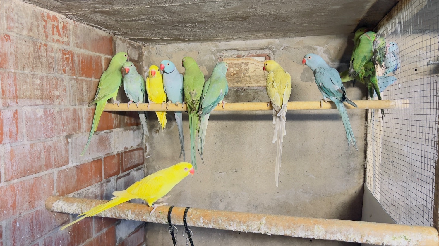 Different types of birds for sale *read description*  - {CATEGORY}
