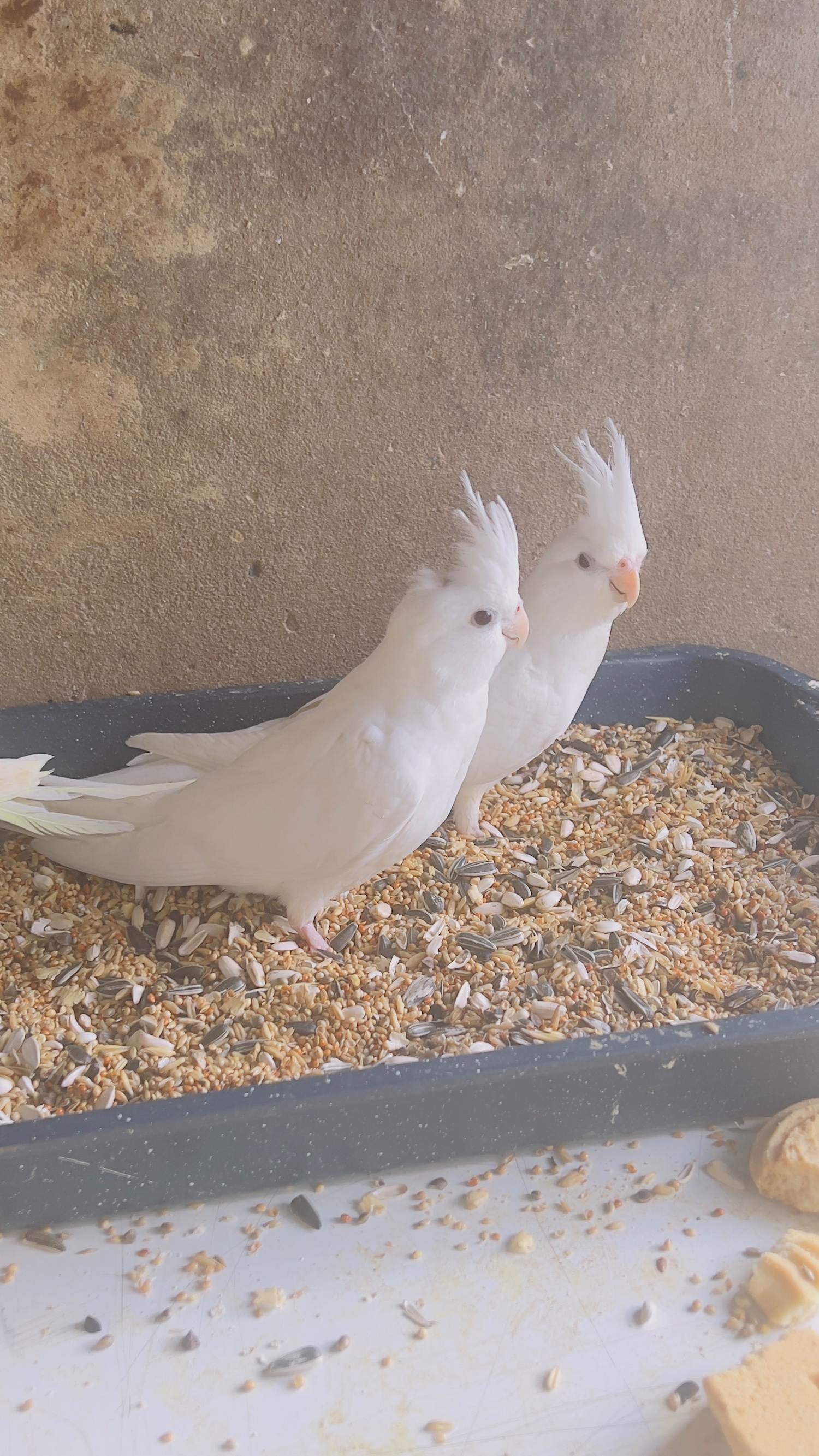 Different types of birds for sale *read description*  