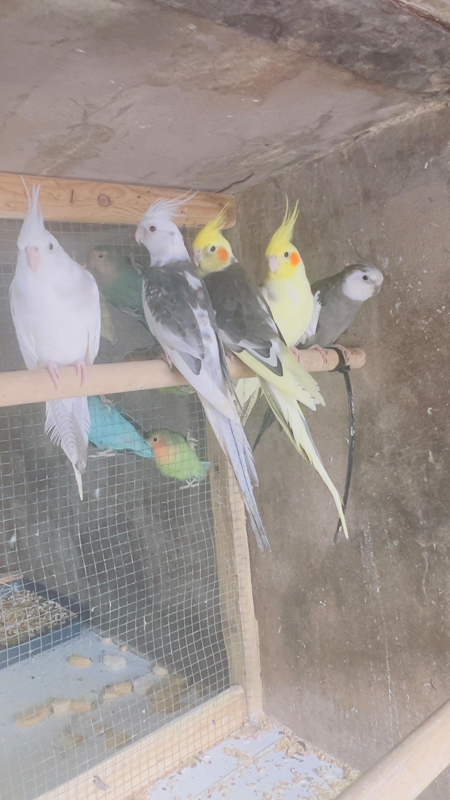 {CATEGORY} - Different types of birds for sale *read description* 