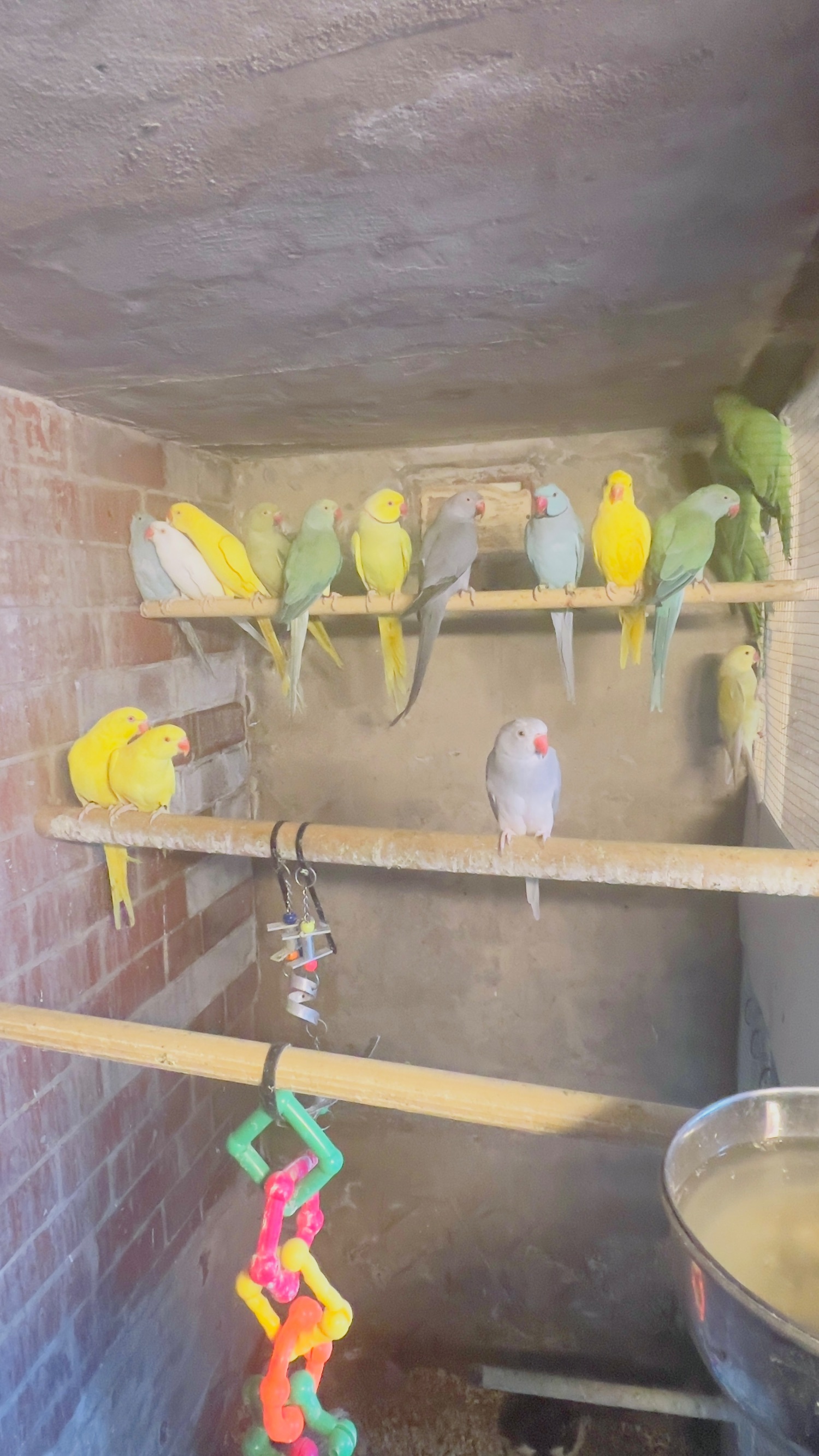{CATEGORY} - Different types of birds for sale *read description* 