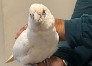 9 month old beared eyed cockatoo 