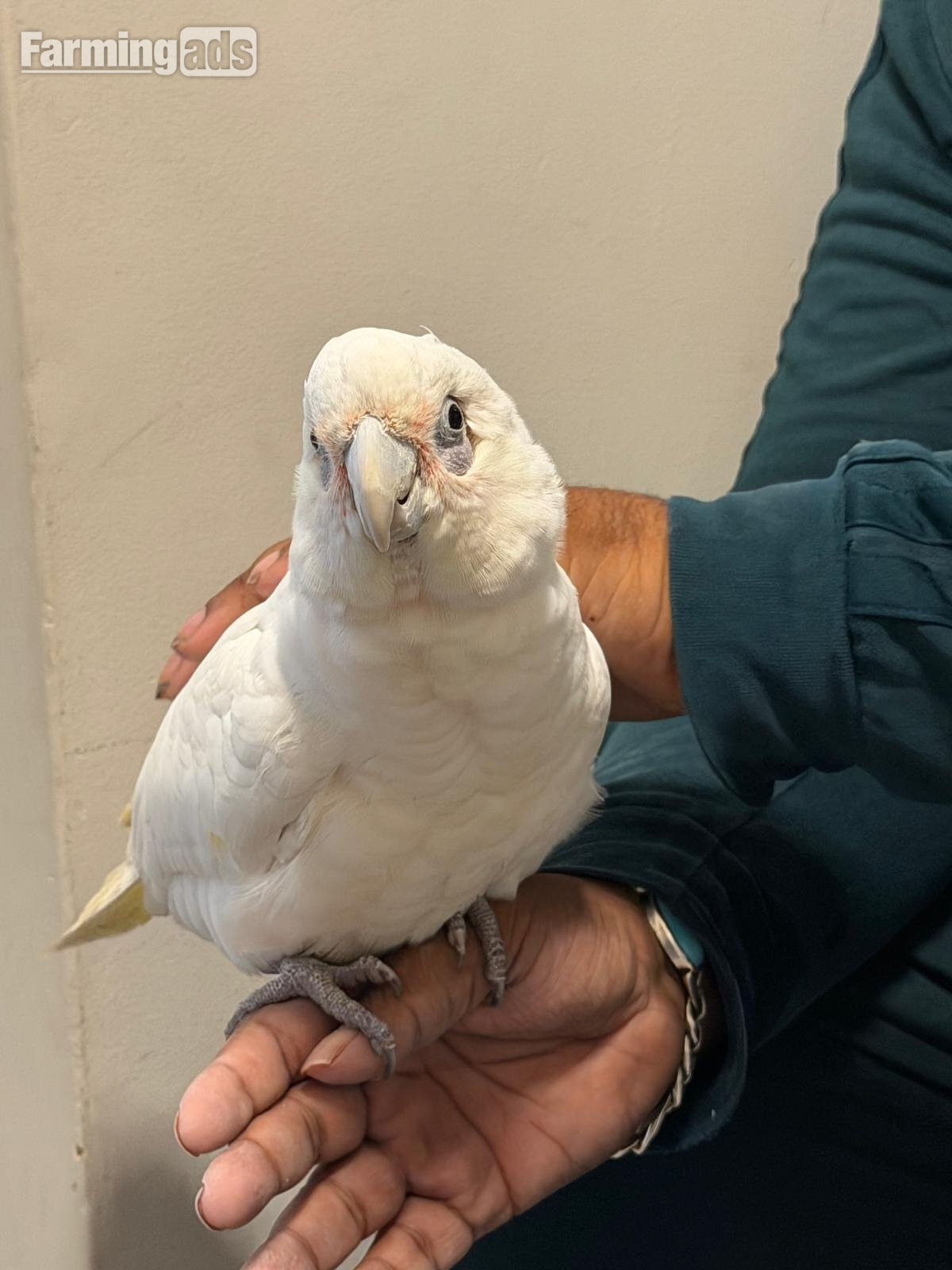9 month old beared eyed cockatoo 