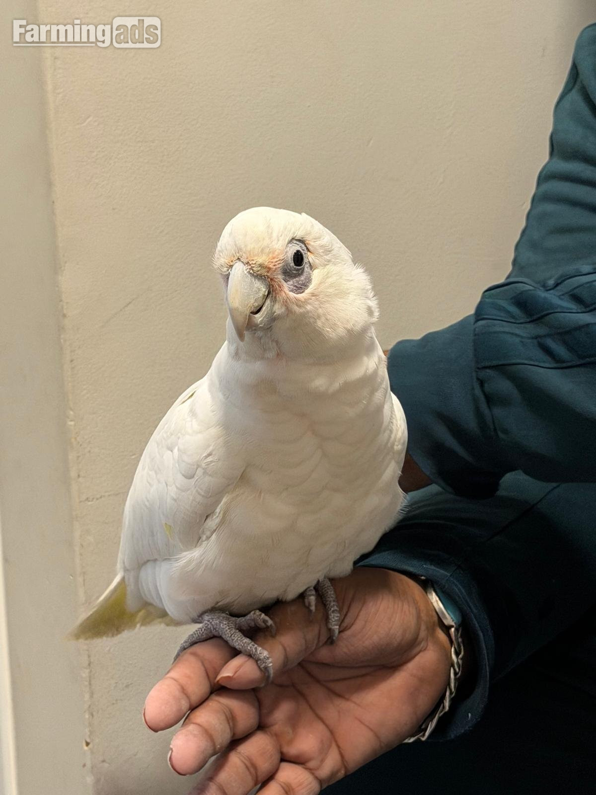 9 month old beared eyed cockatoo 