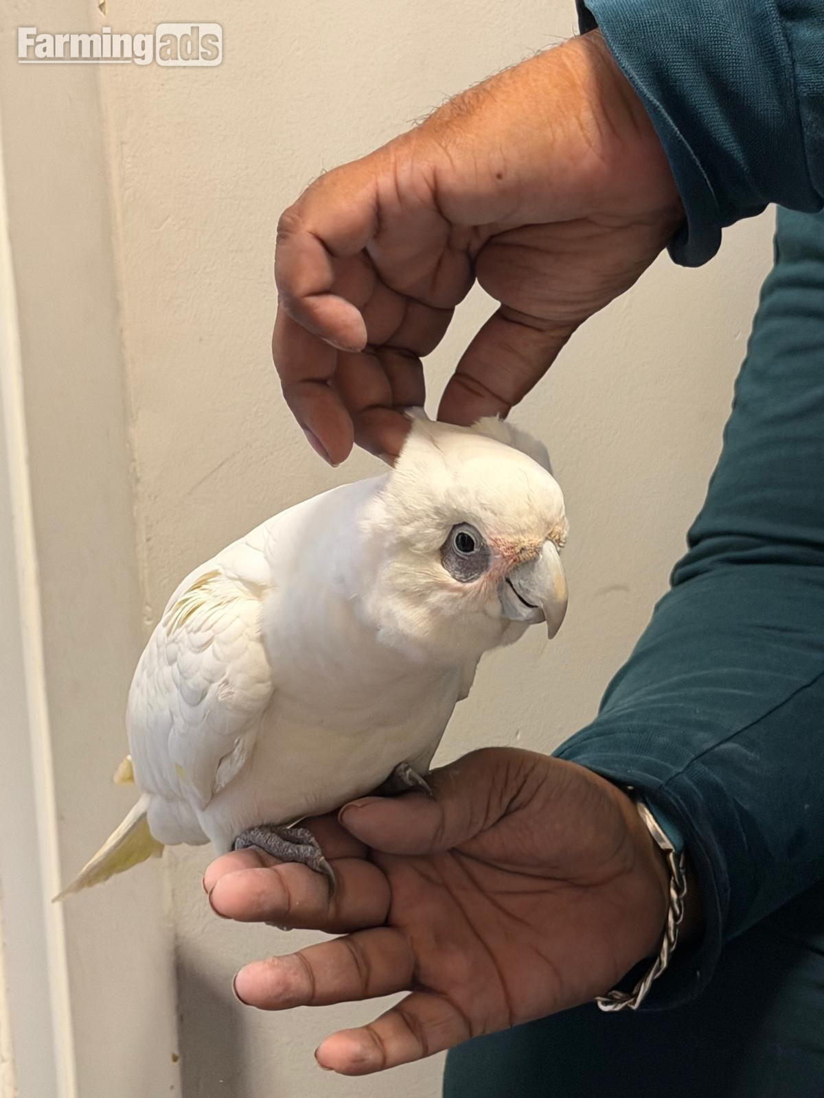  9 month old beared eyed cockatoo 