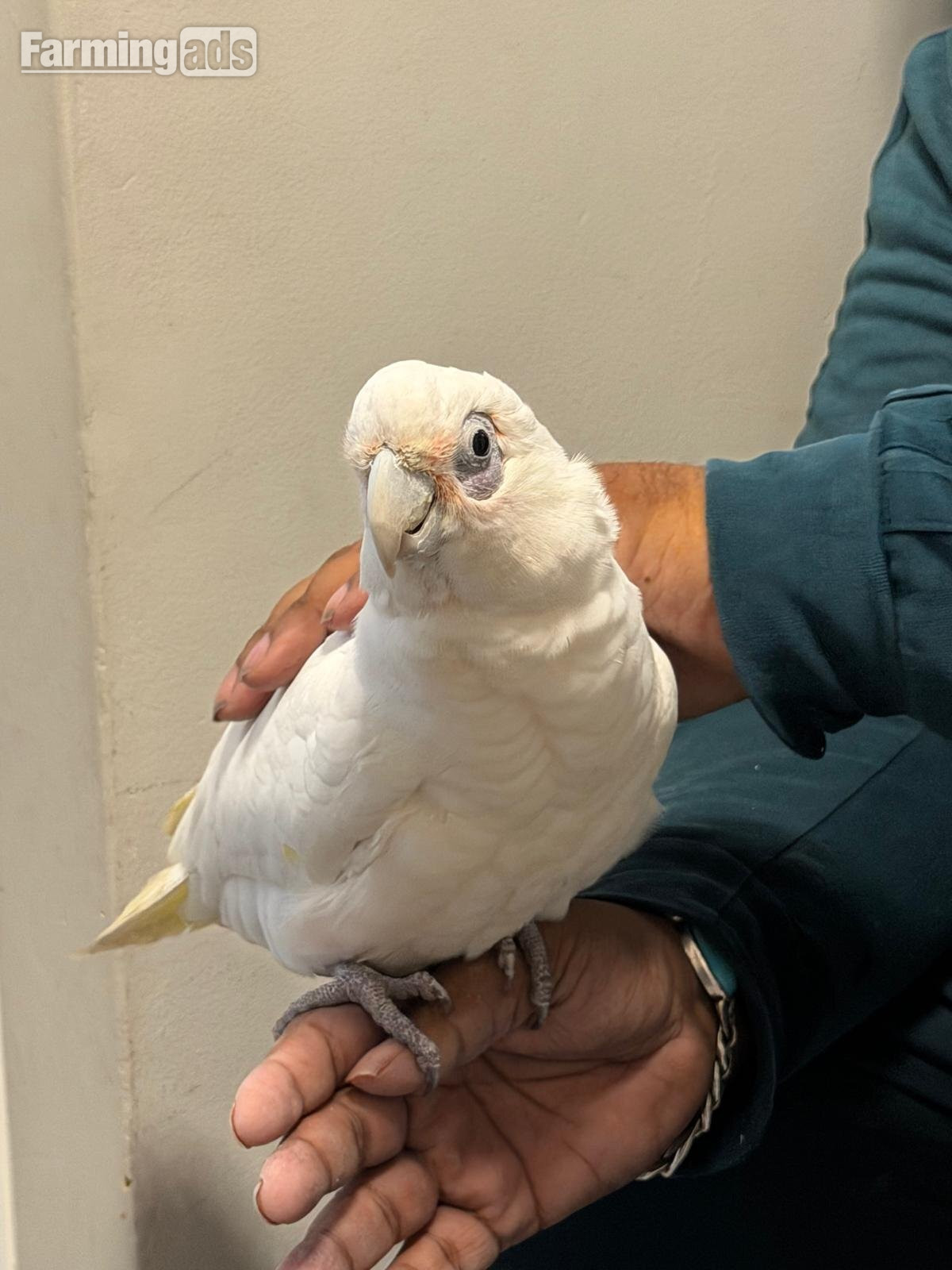9 month old beared eyed cockatoo  - {CATEGORY}