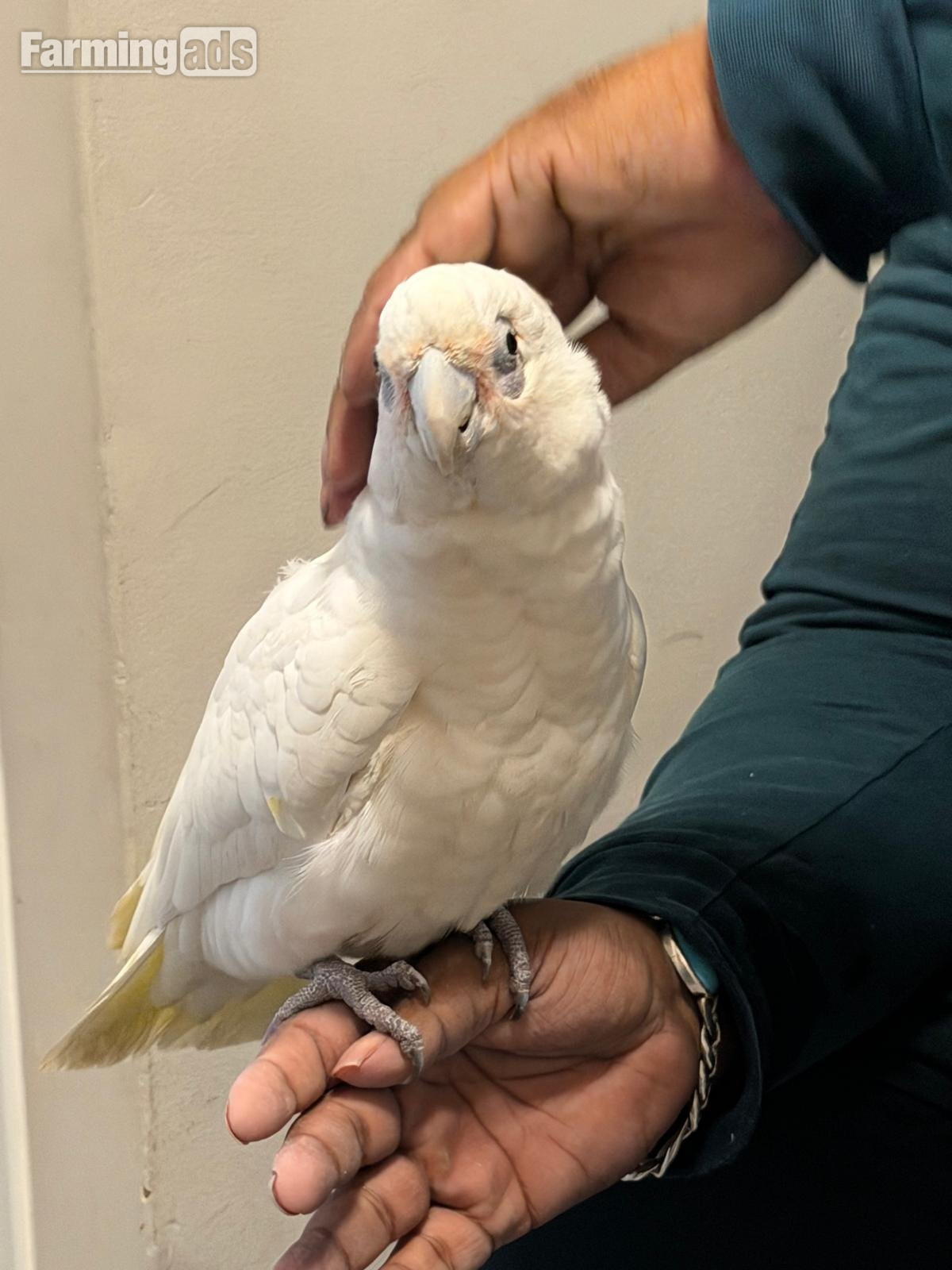 9 month old beared eyed cockatoo  - {CATEGORY}