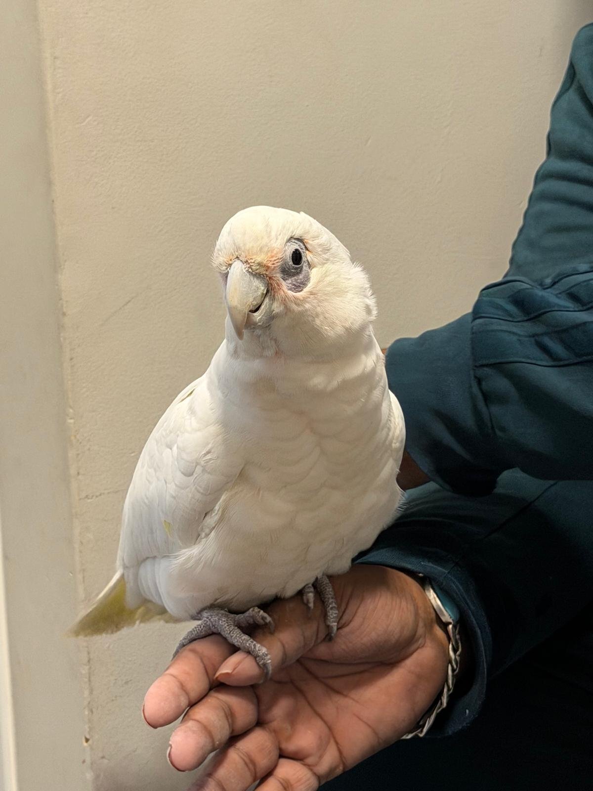 9 month old beared eyed cockatoo 