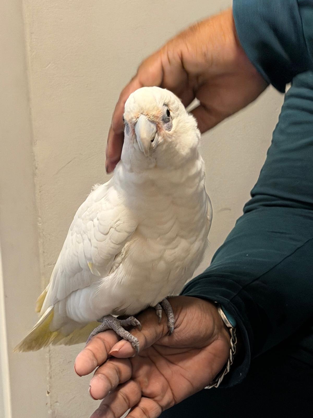 9 month old beared eyed cockatoo  - {CATEGORY}